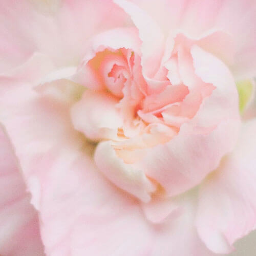 rose rose